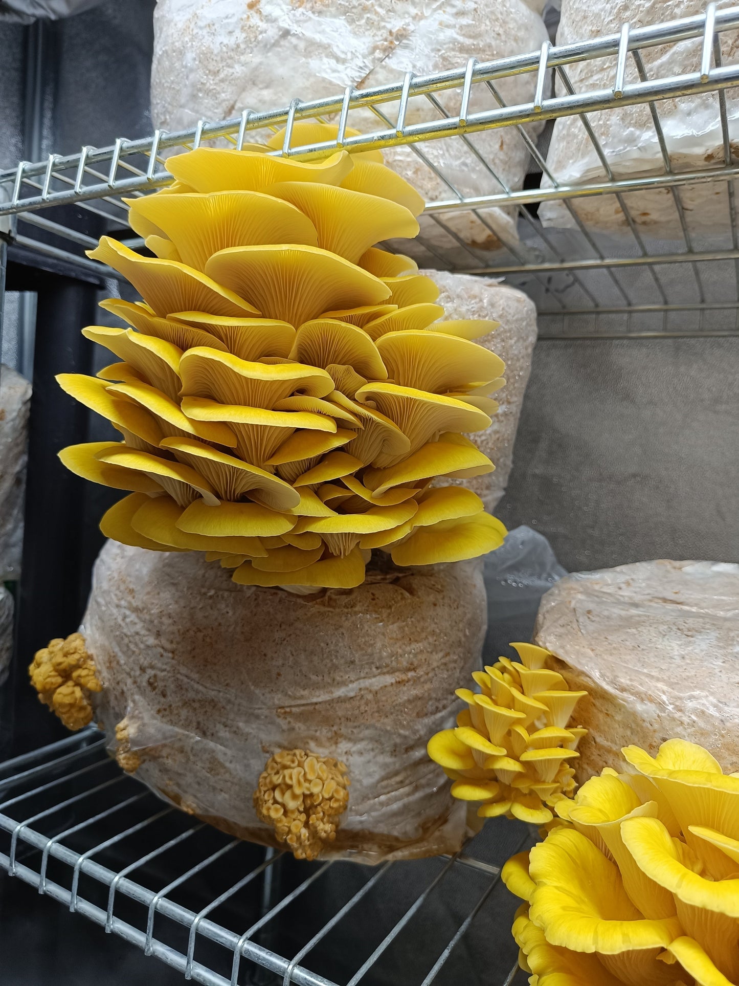 Yellow Oyster (Pleurotus citrinopileatus)