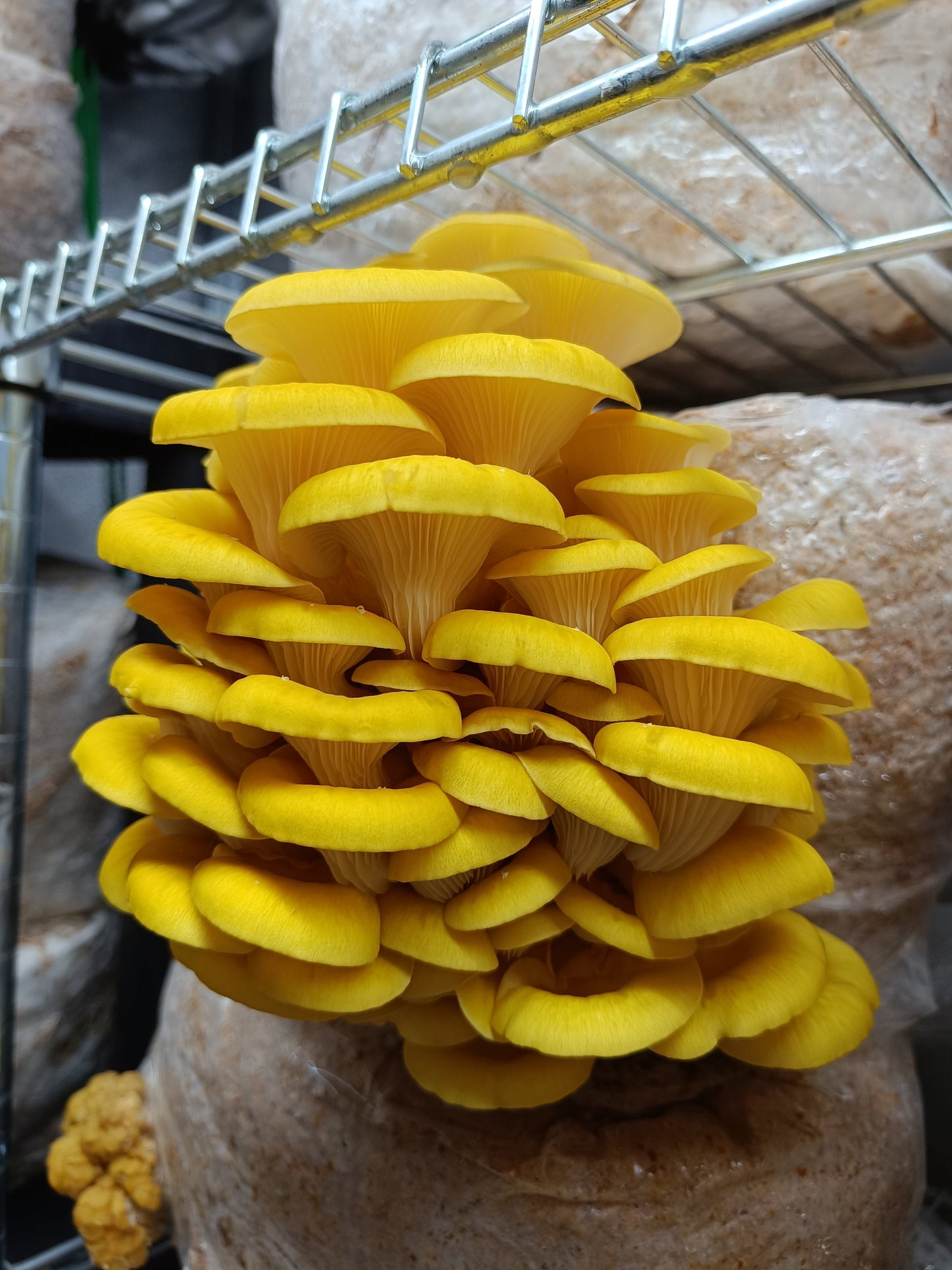 Yellow Oyster (Pleurotus citrinopileatus)