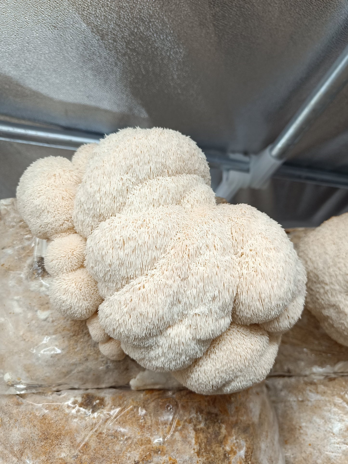 Crinière de lion (Hericium erinaceus)