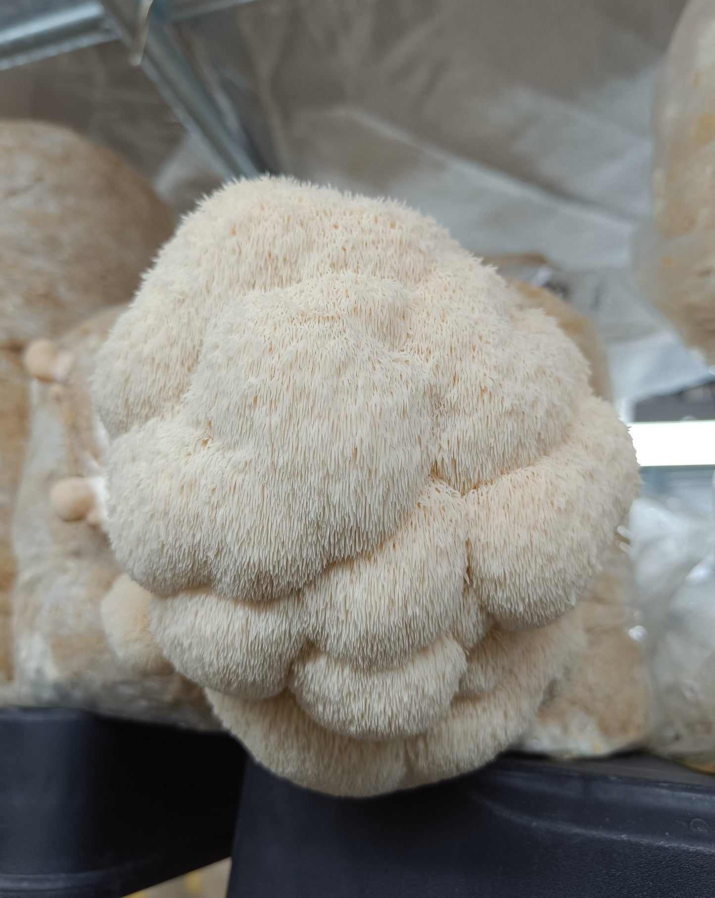 Crinière de lion (Hericium erinaceus)