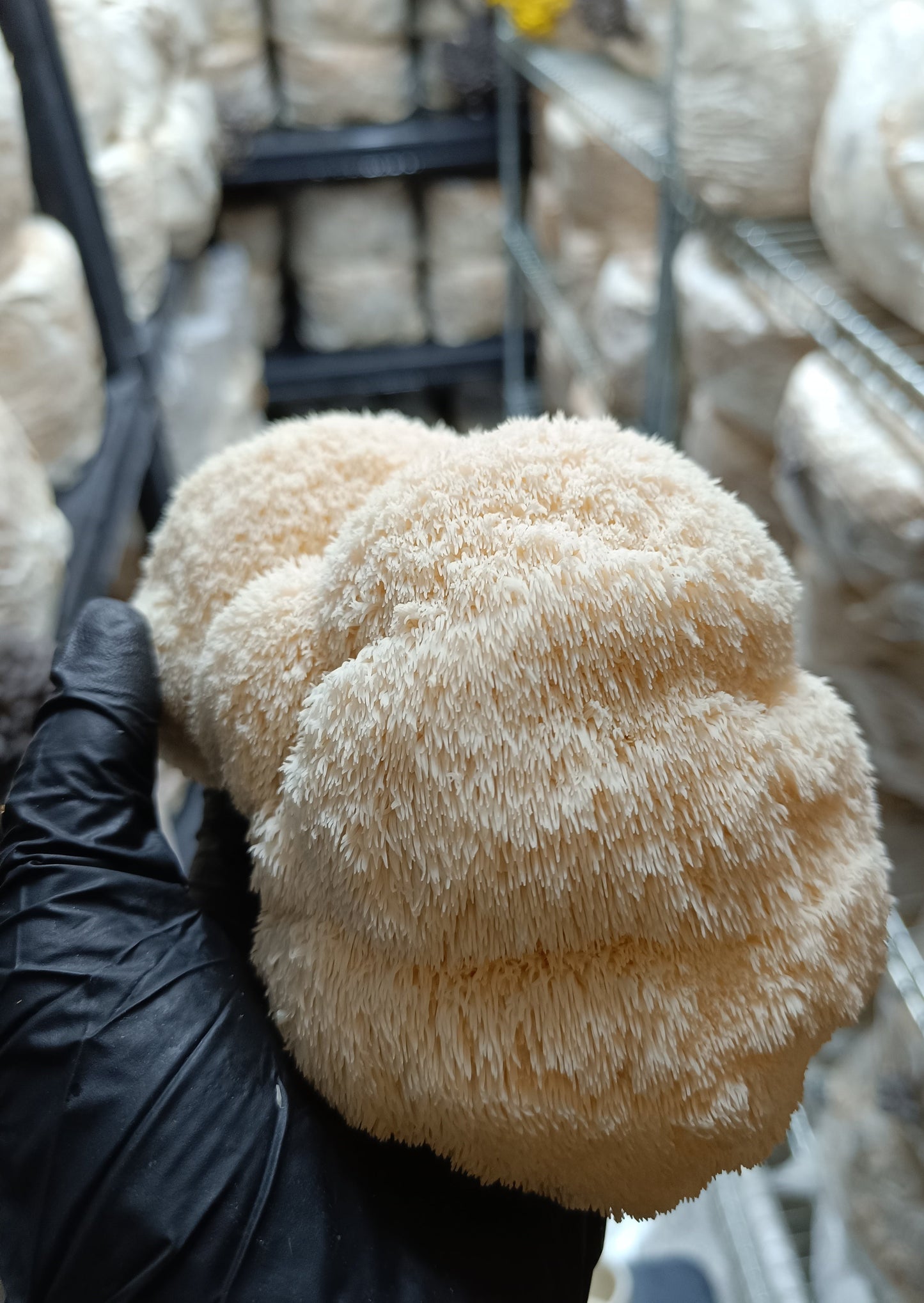 Crinière de lion (Hericium erinaceus)
