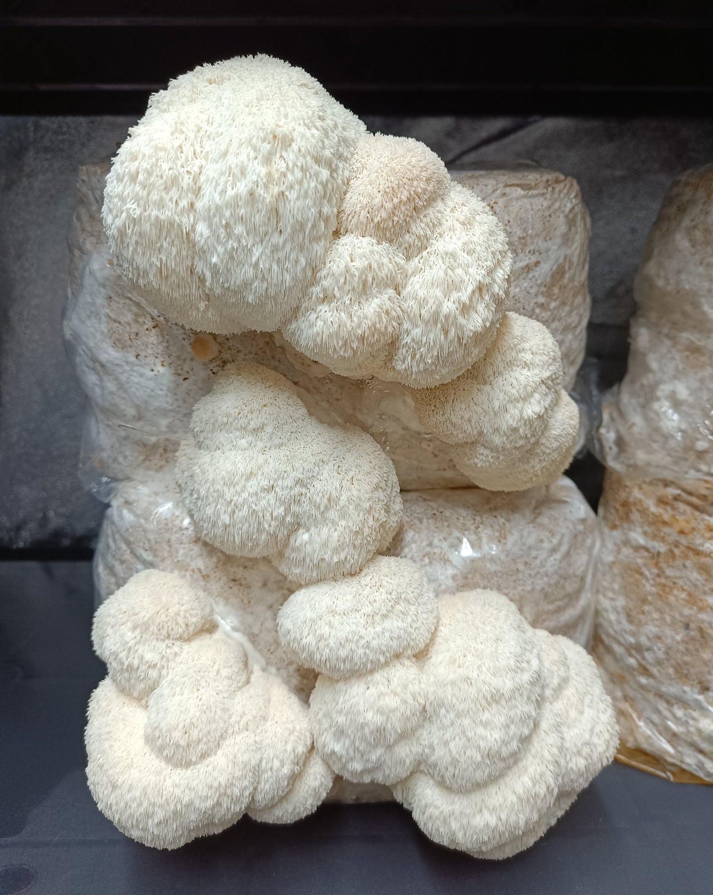 Extrait de Lion's Mane