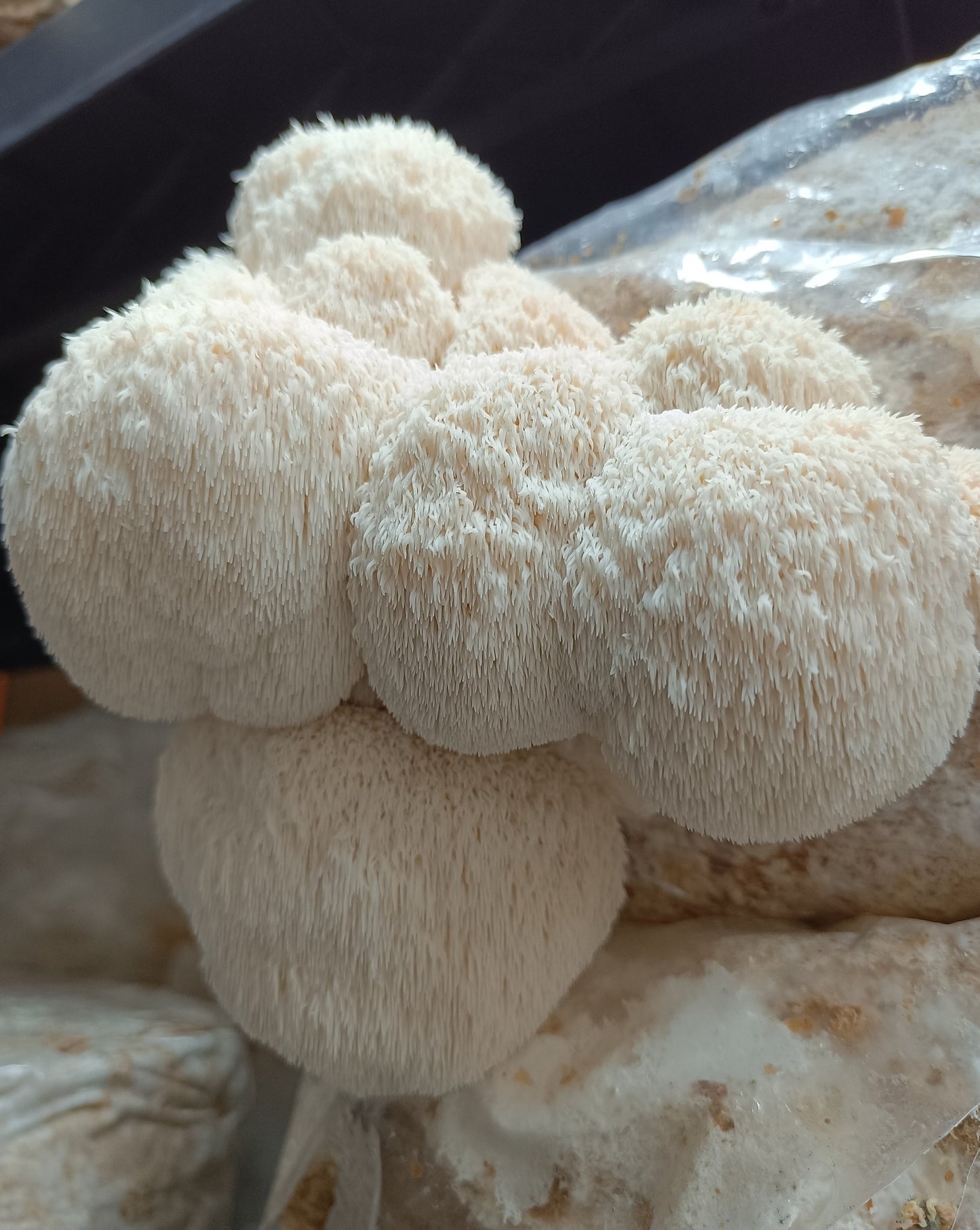 Crinière de lion (Hericium erinaceus)