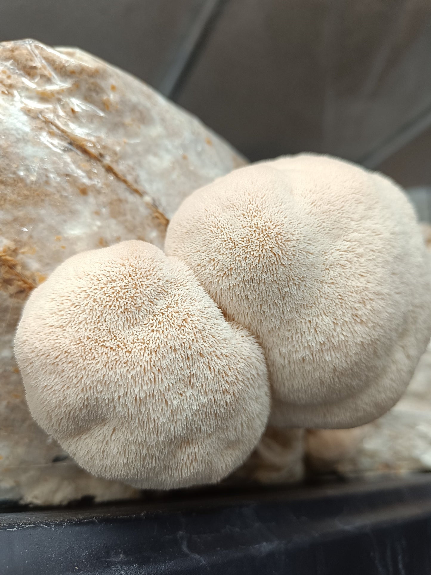 Crinière de lion (Hericium erinaceus)