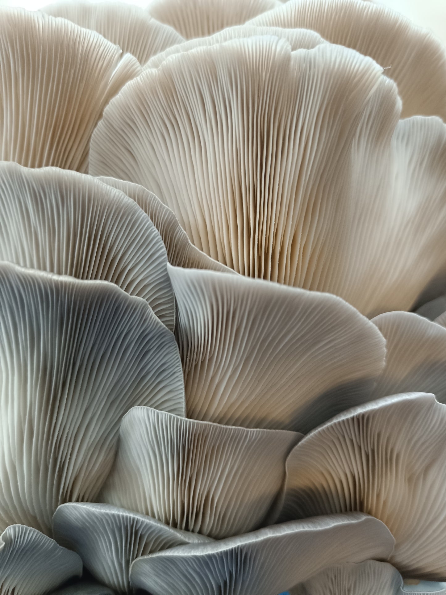 Blue Oyster ((Pleurotus columbinus)