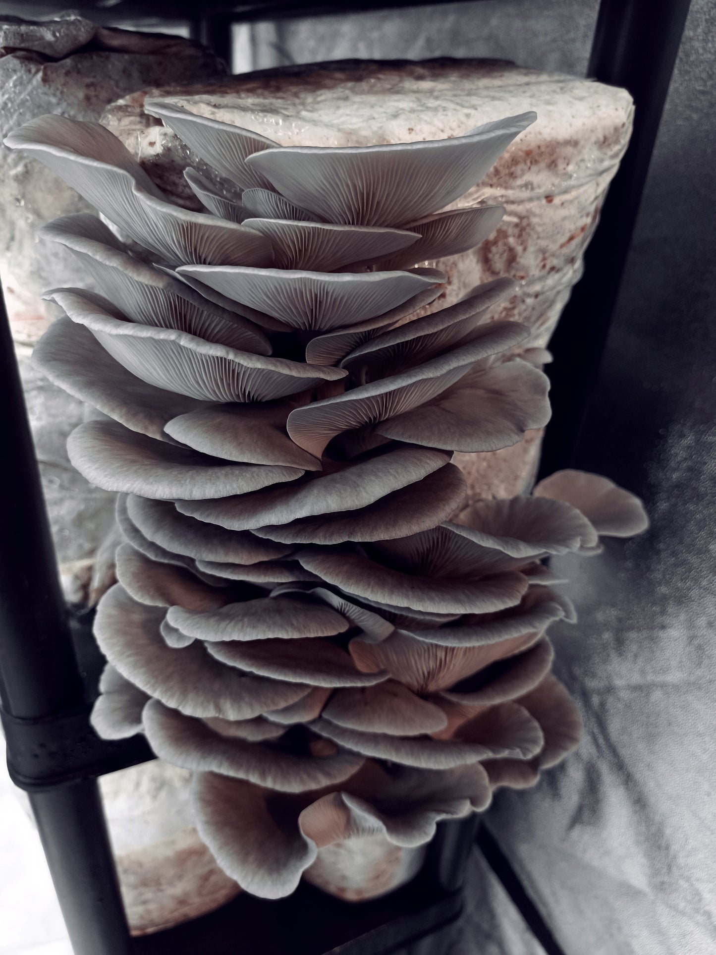 Blue Oyster ((Pleurotus columbinus)