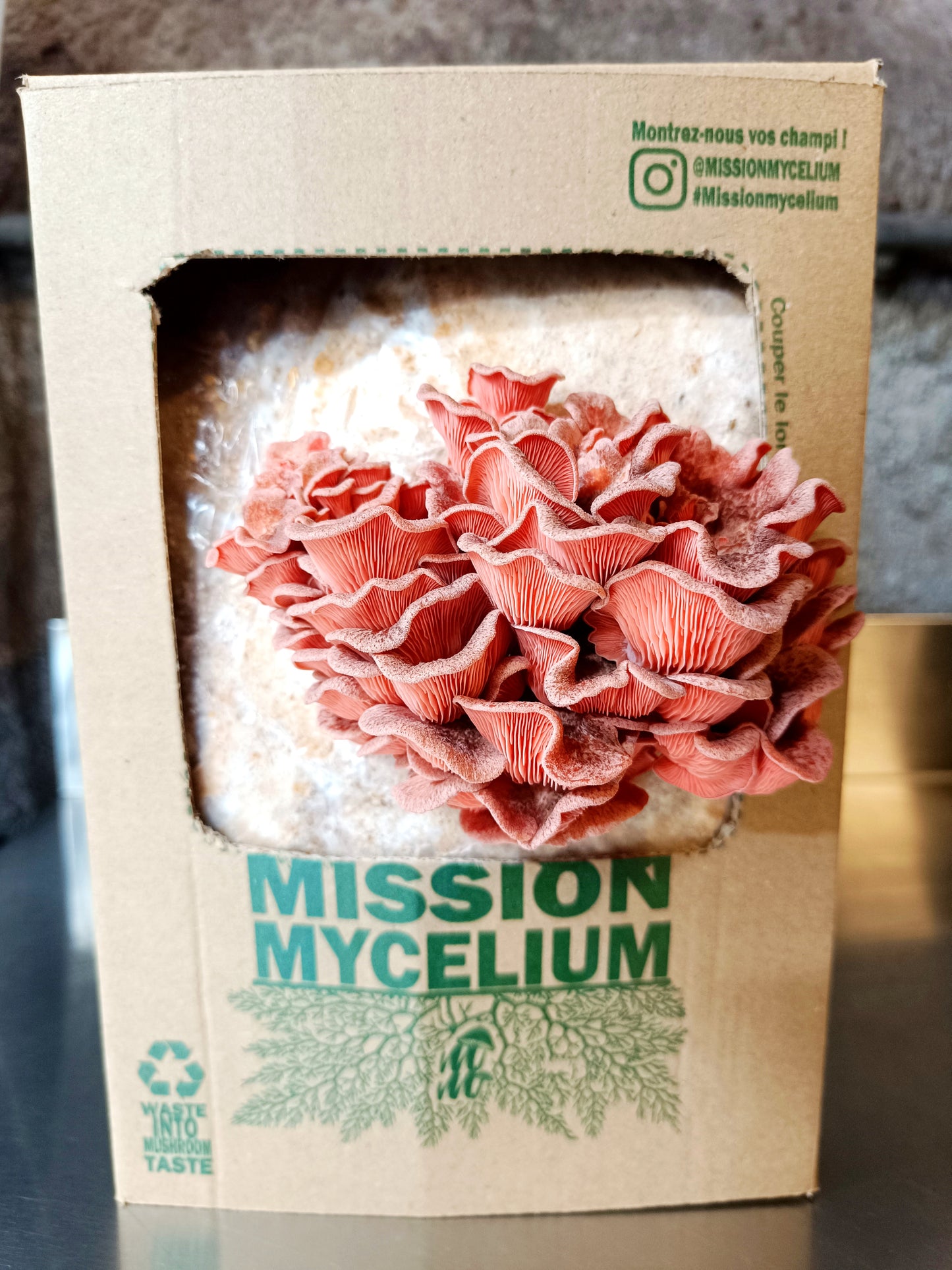 Mushroom Grow Kit