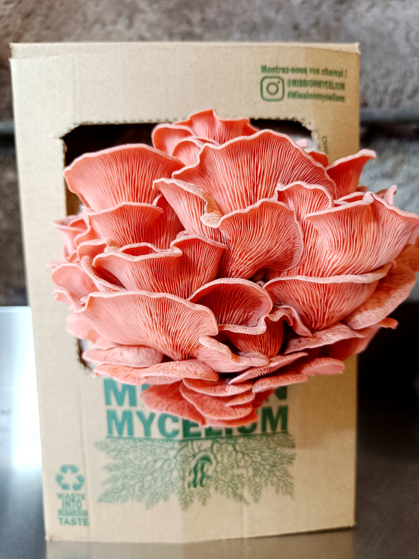 Mushroom Grow Kit