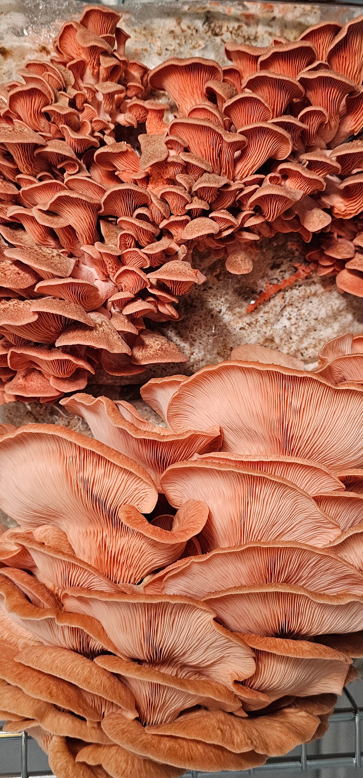 Pleurote rose (Pleurotus djamor)