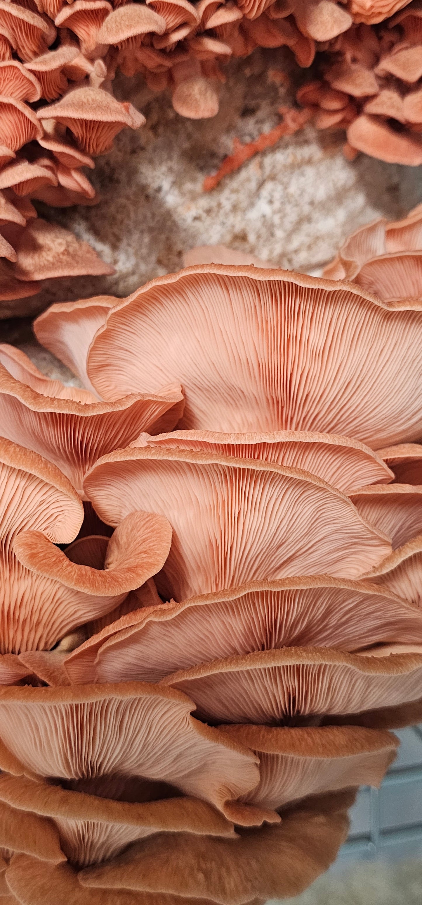 Pleurote rose (Pleurotus djamor)