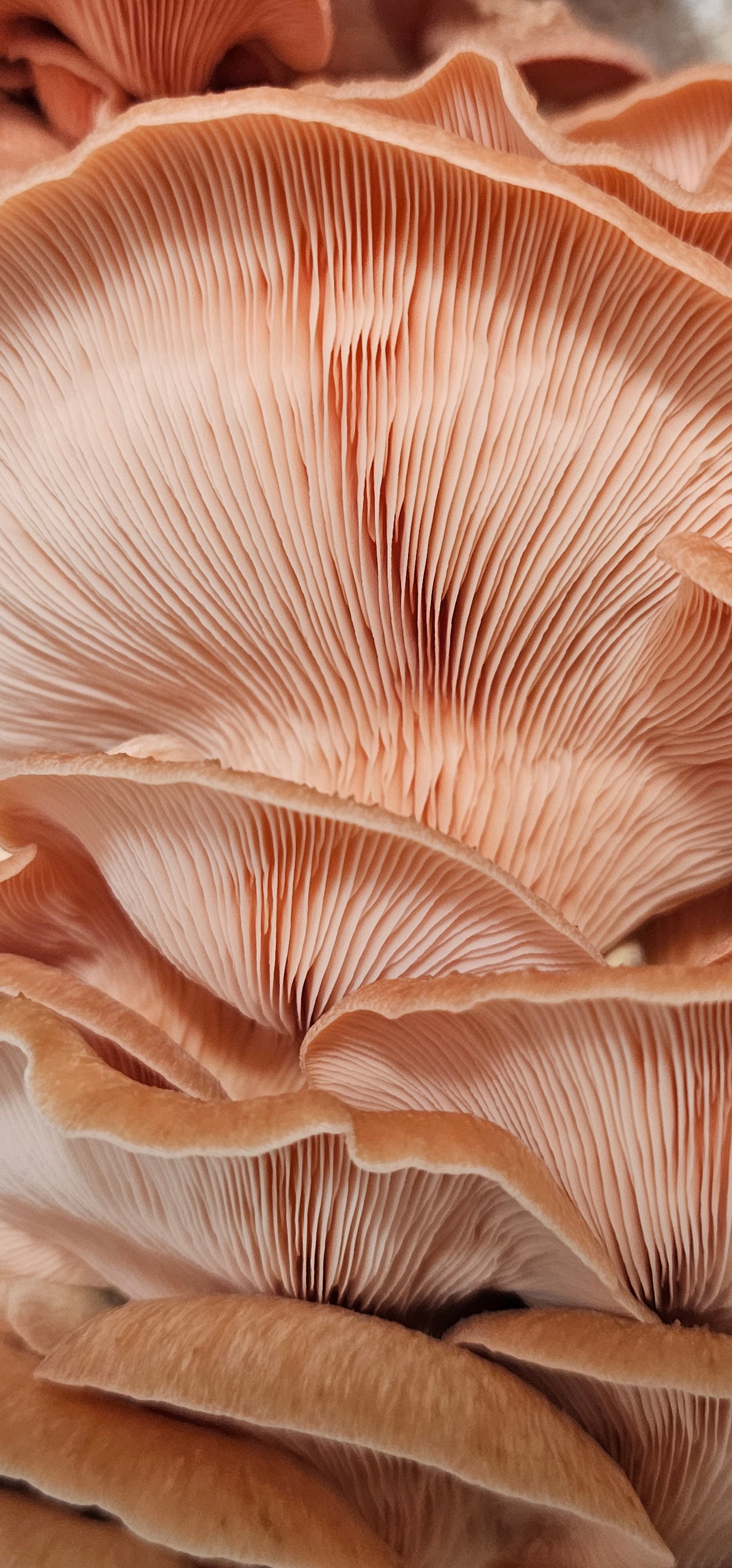 Pleurote rose (Pleurotus djamor)