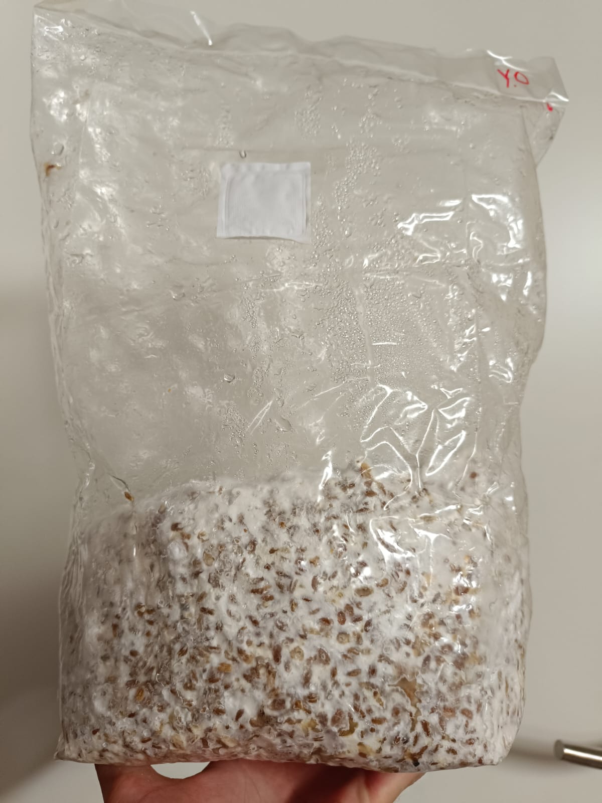 Organic Grain spawn