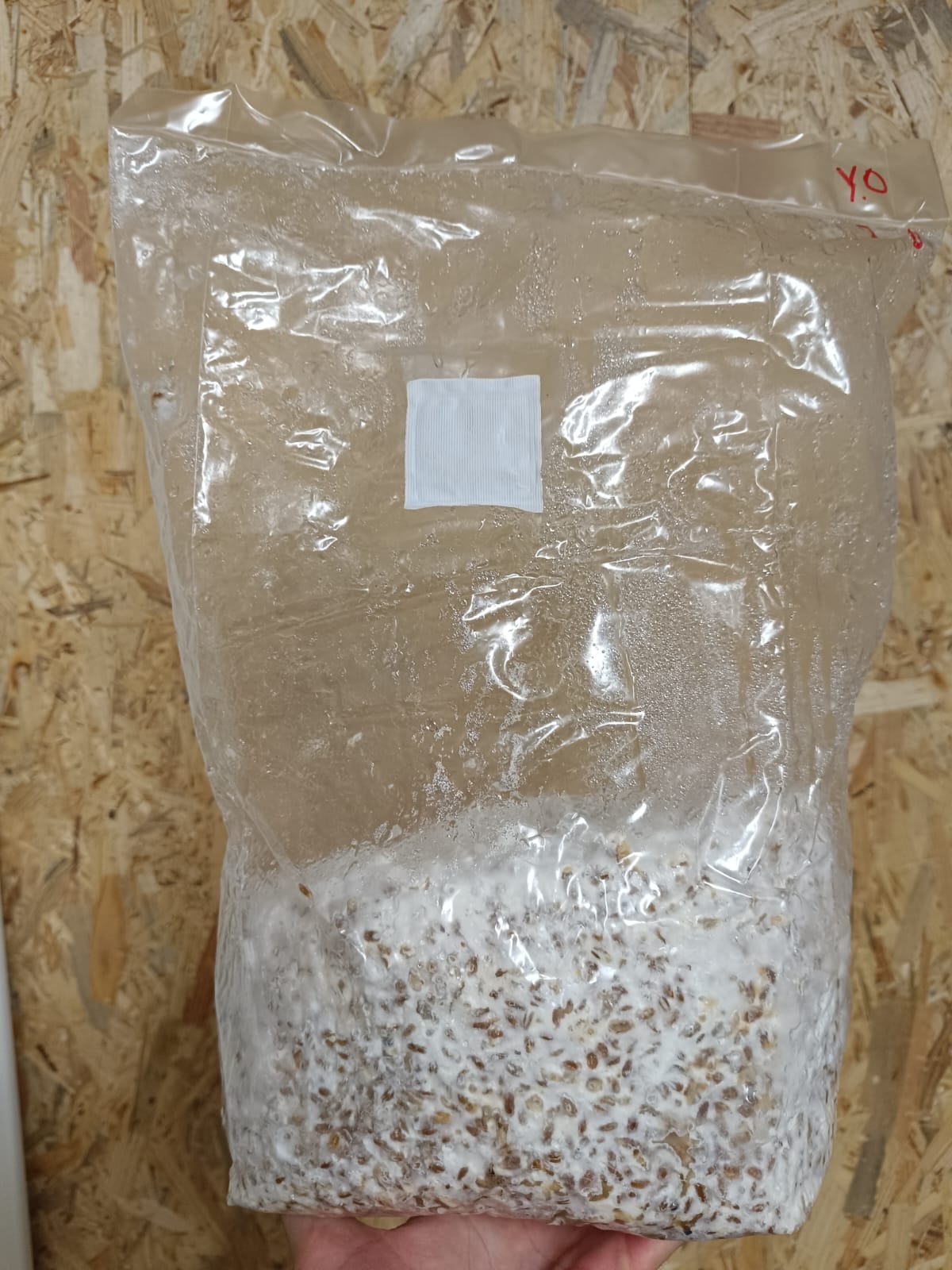 Organic Grain spawn