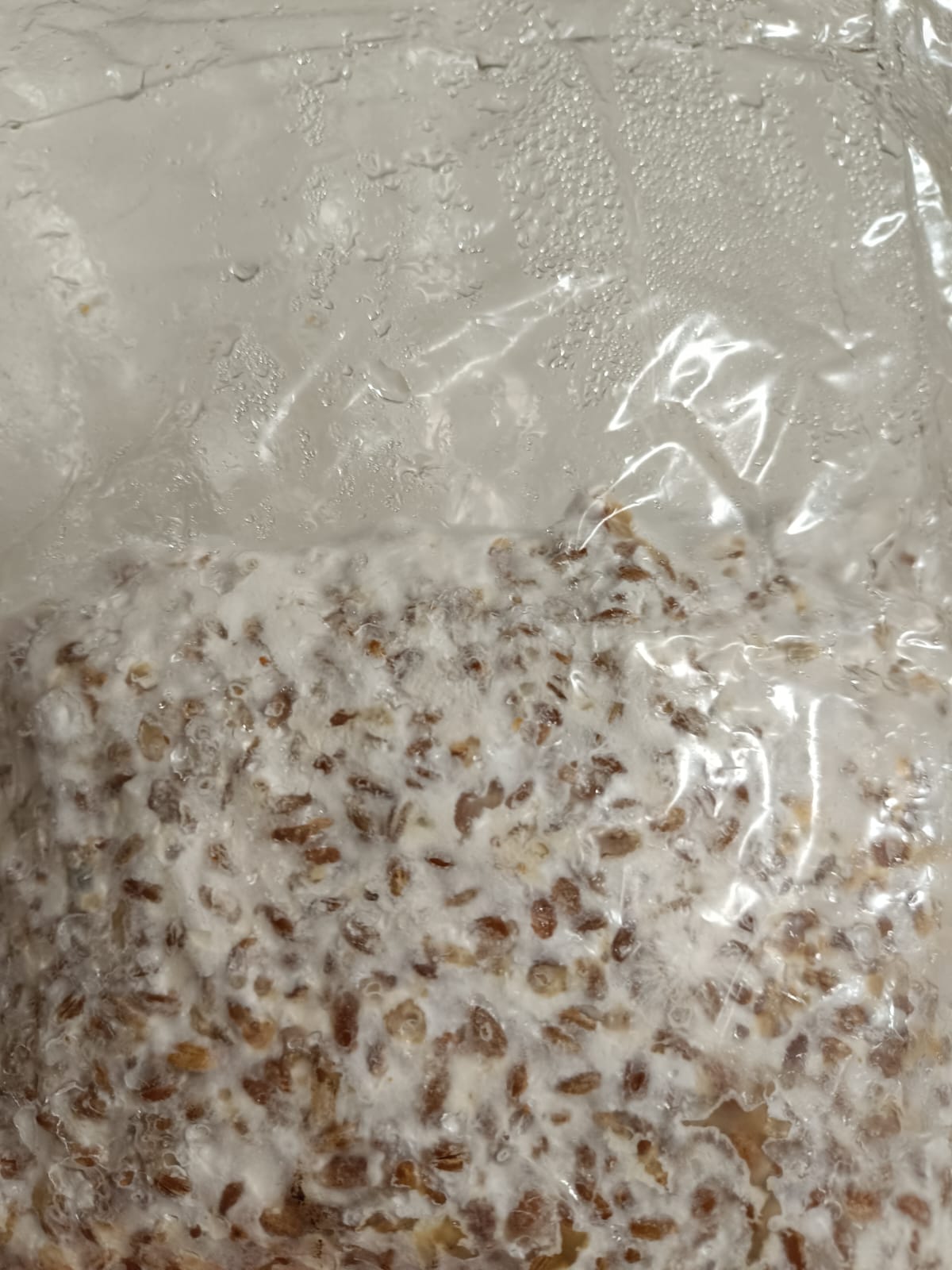 Organic Grain spawn