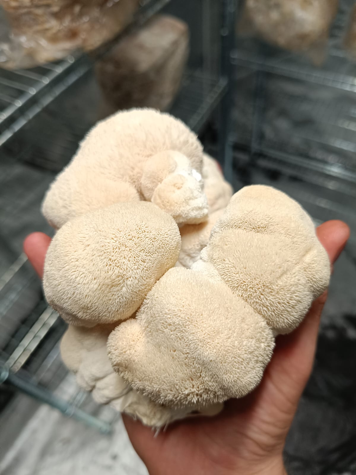 Lion's Mane en poudre