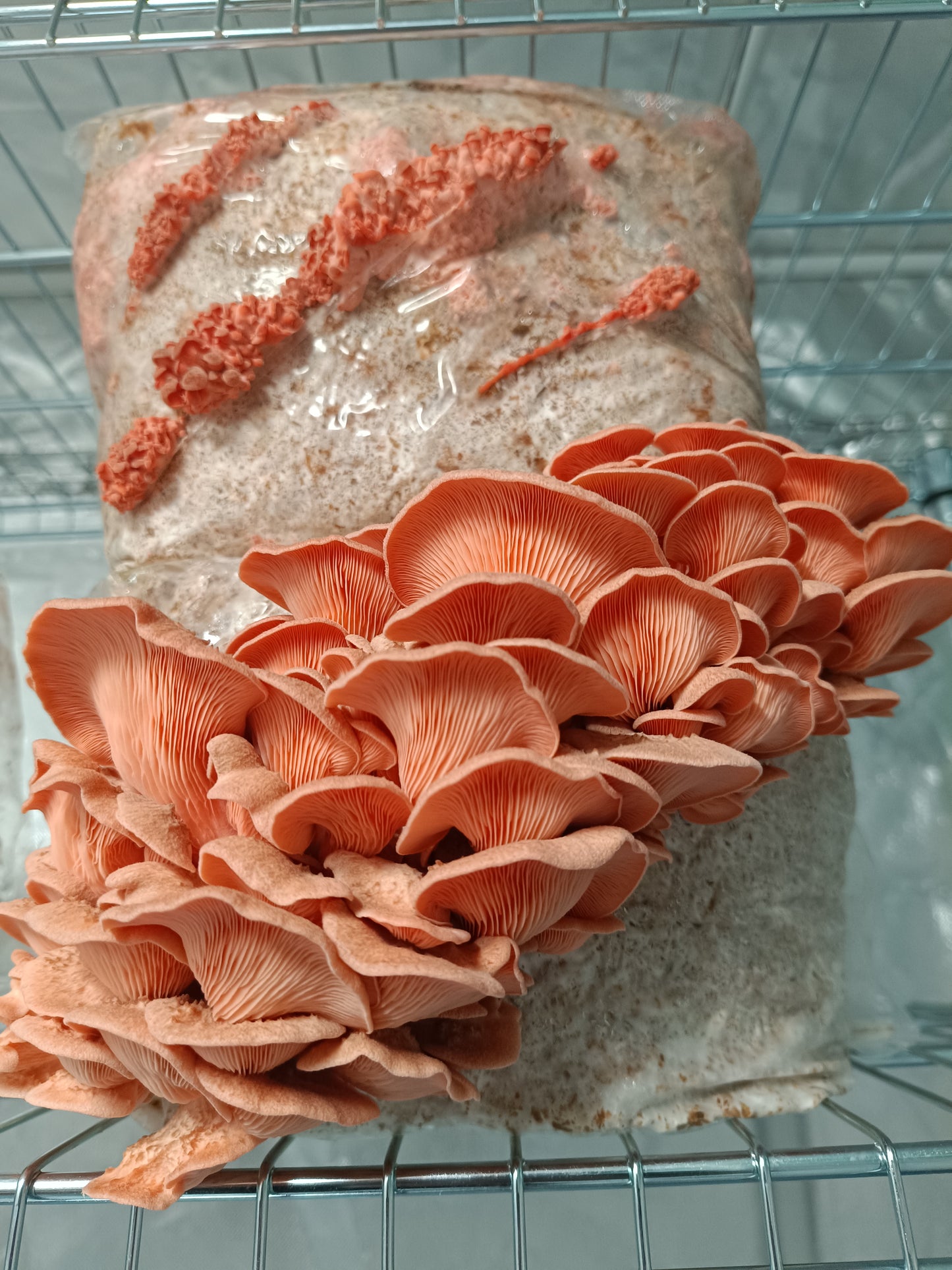 Pleurote rose (Pleurotus djamor)