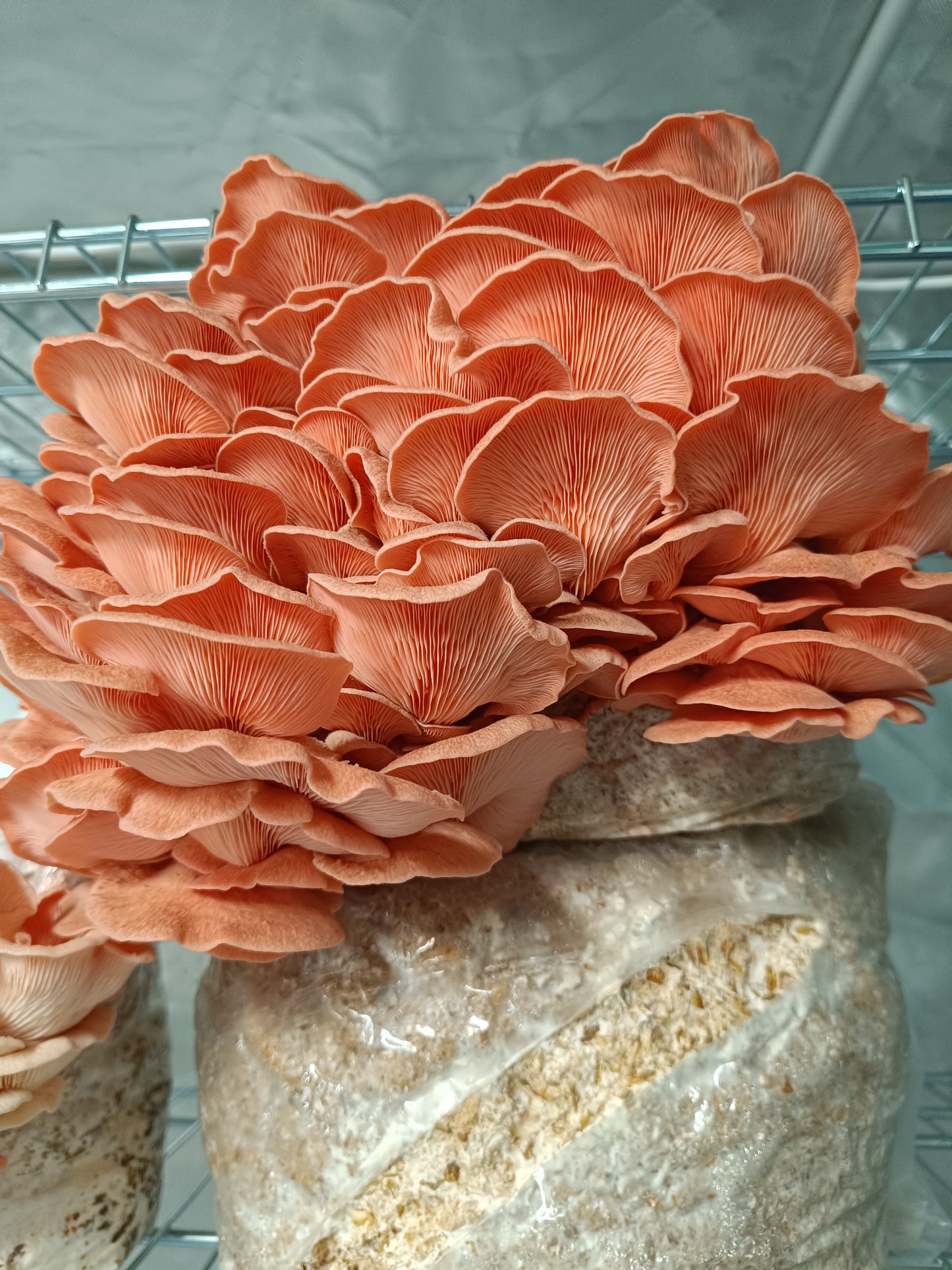 Pleurote rose (Pleurotus djamor)