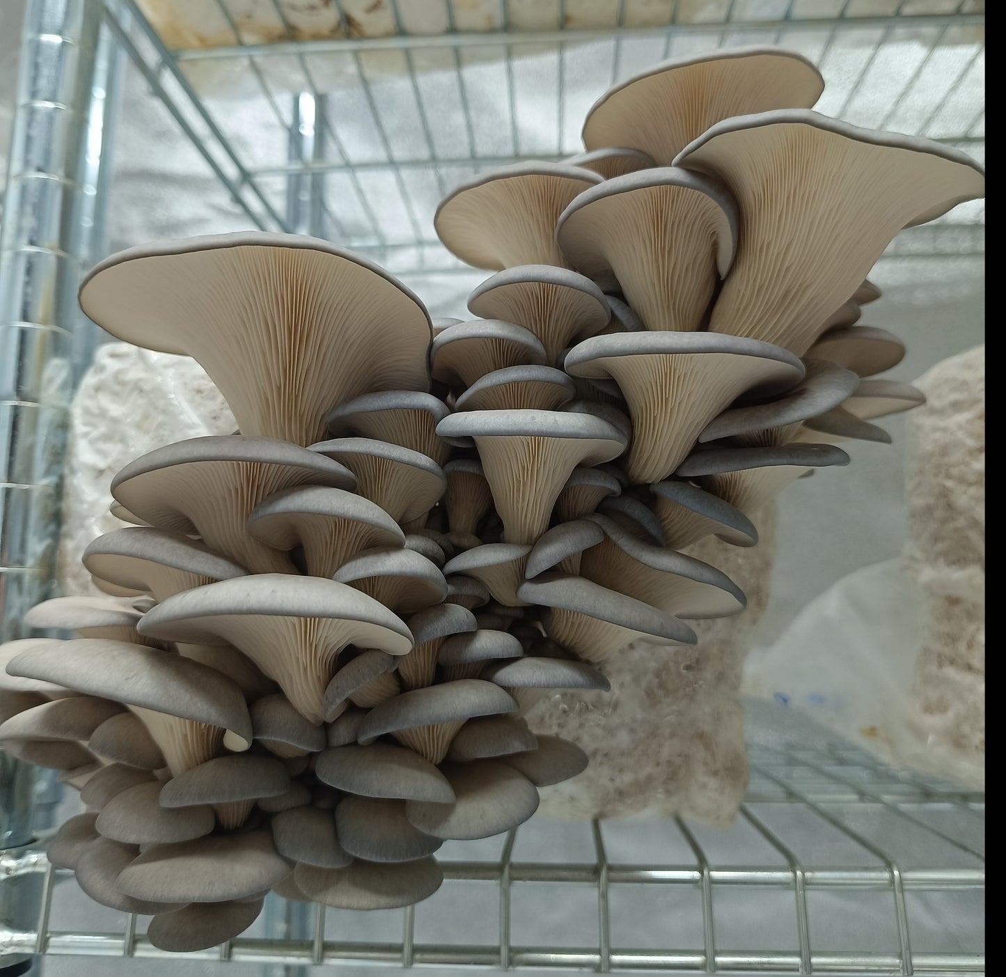 Pleurote déshydraté