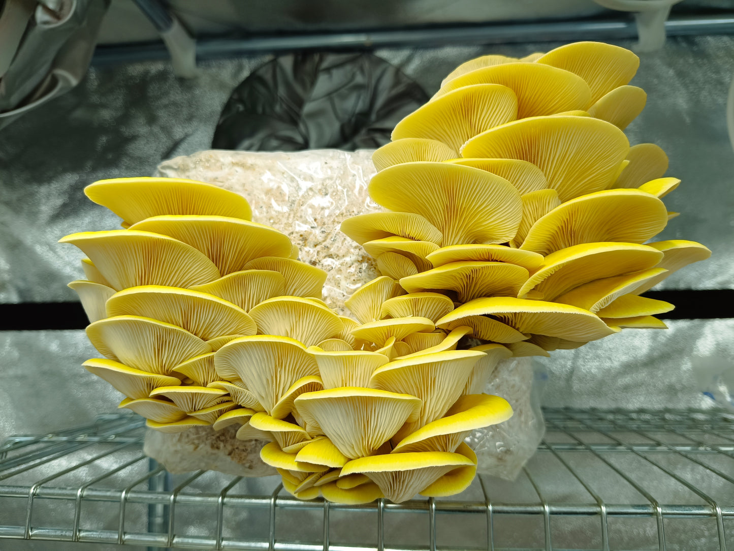 Yellow Oyster (Pleurotus citrinopileatus)