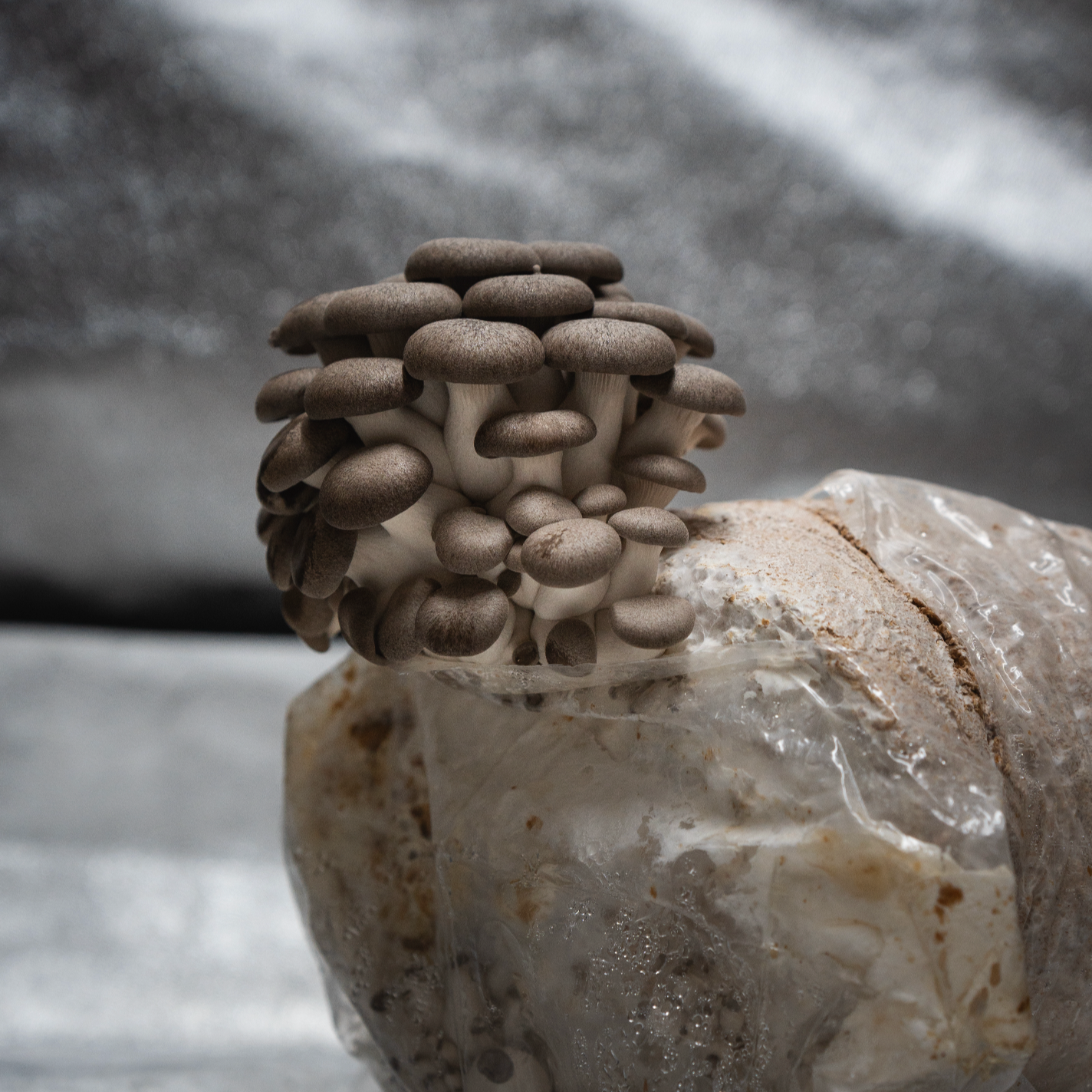 Pleurote black pearl (Pleurotus Ostreatus - hybride)
