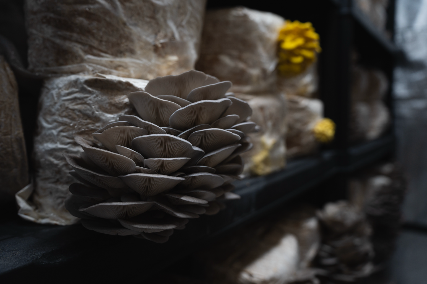 Blue Oyster ((Pleurotus columbinus)