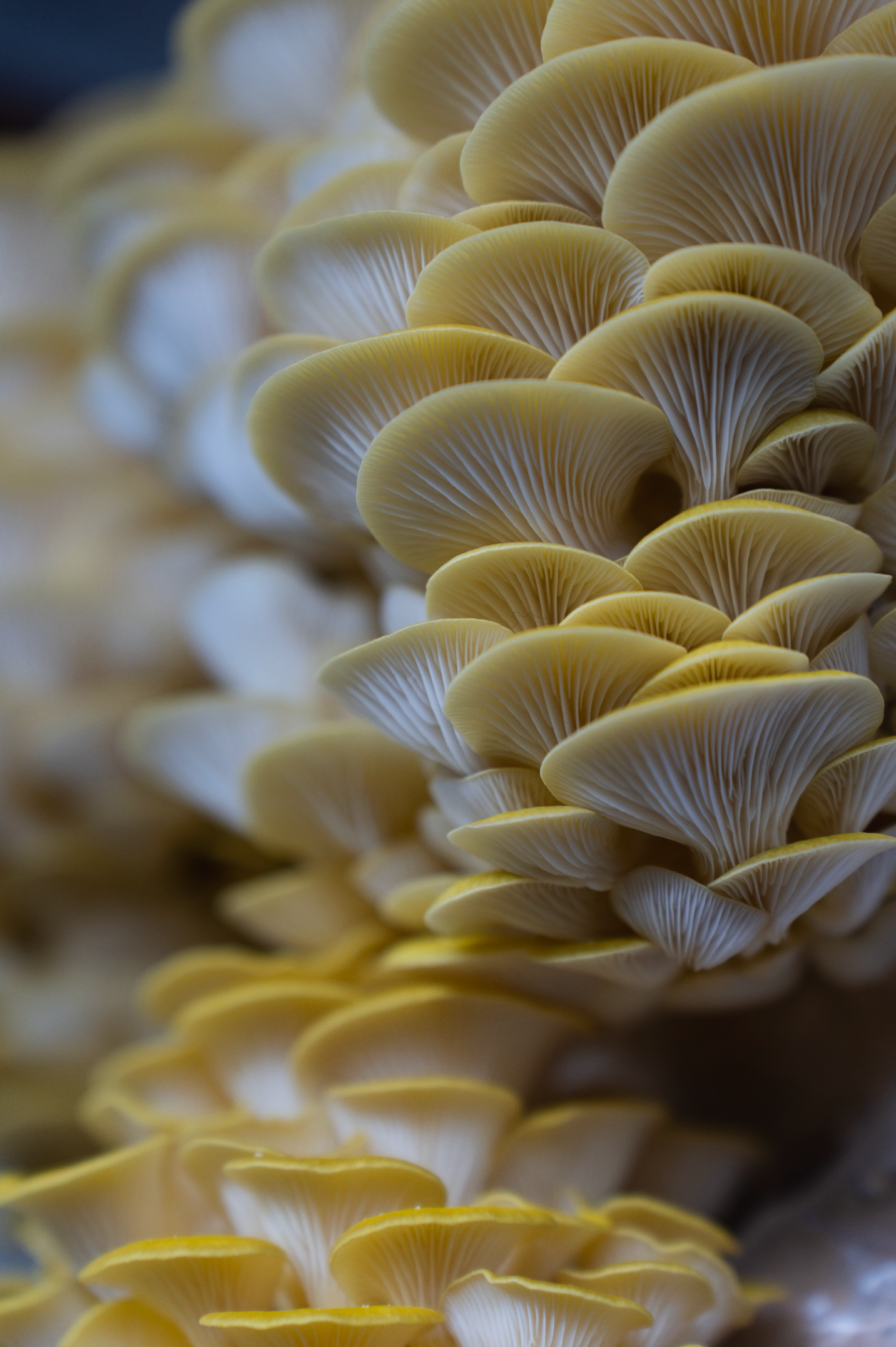 Yellow Oyster (Pleurotus citrinopileatus)