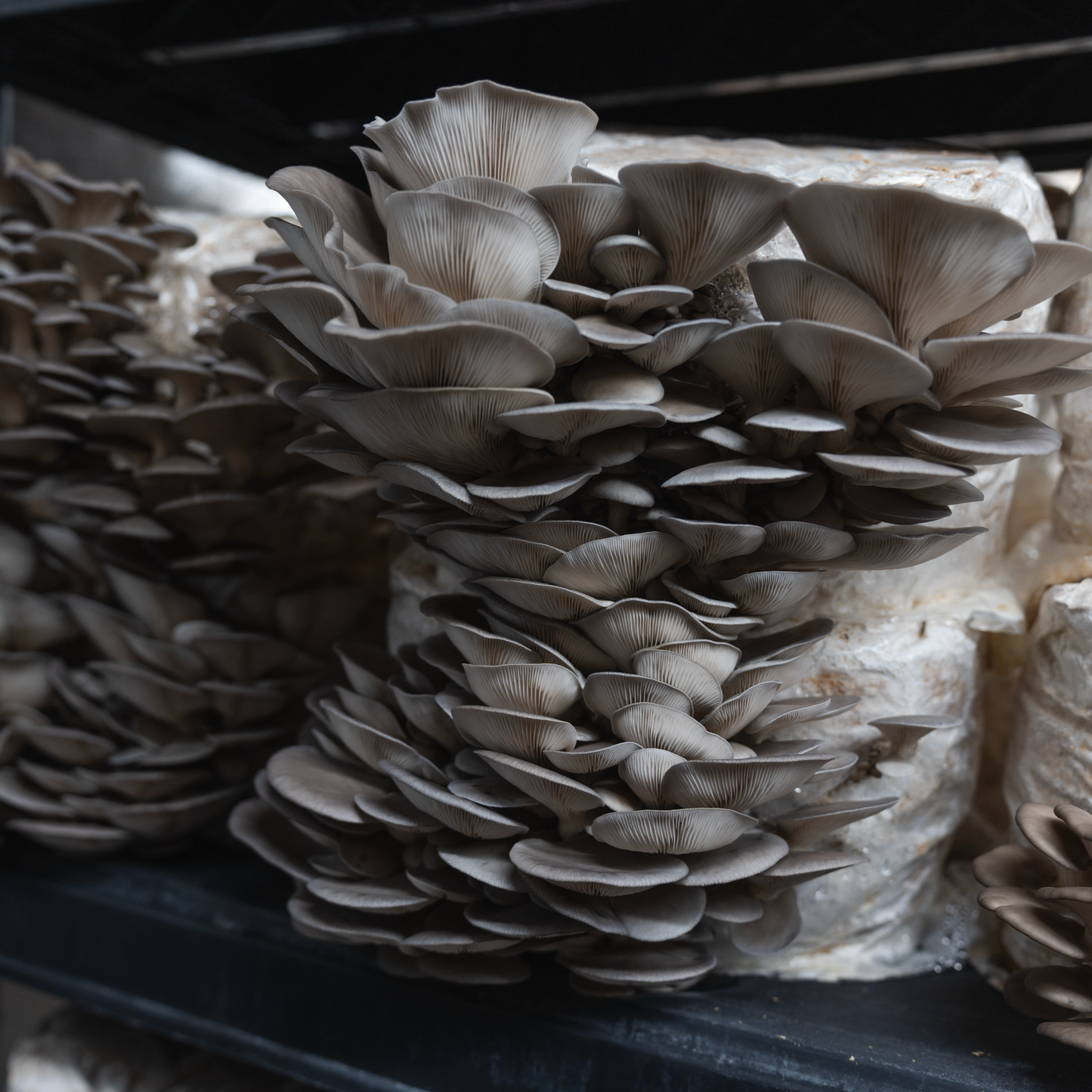 Blue Oyster ((Pleurotus columbinus)
