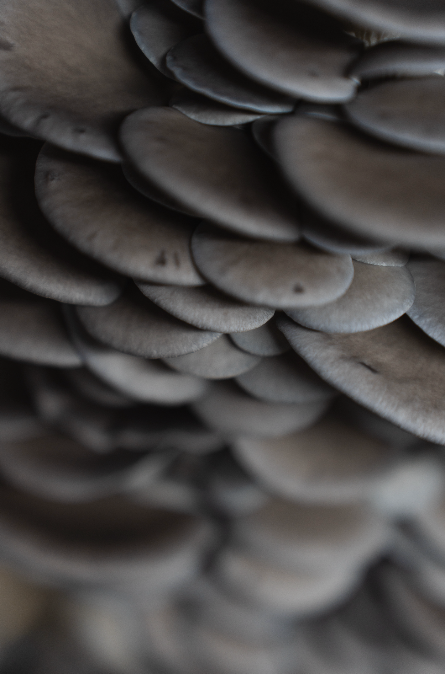 Blue Oyster ((Pleurotus columbinus)
