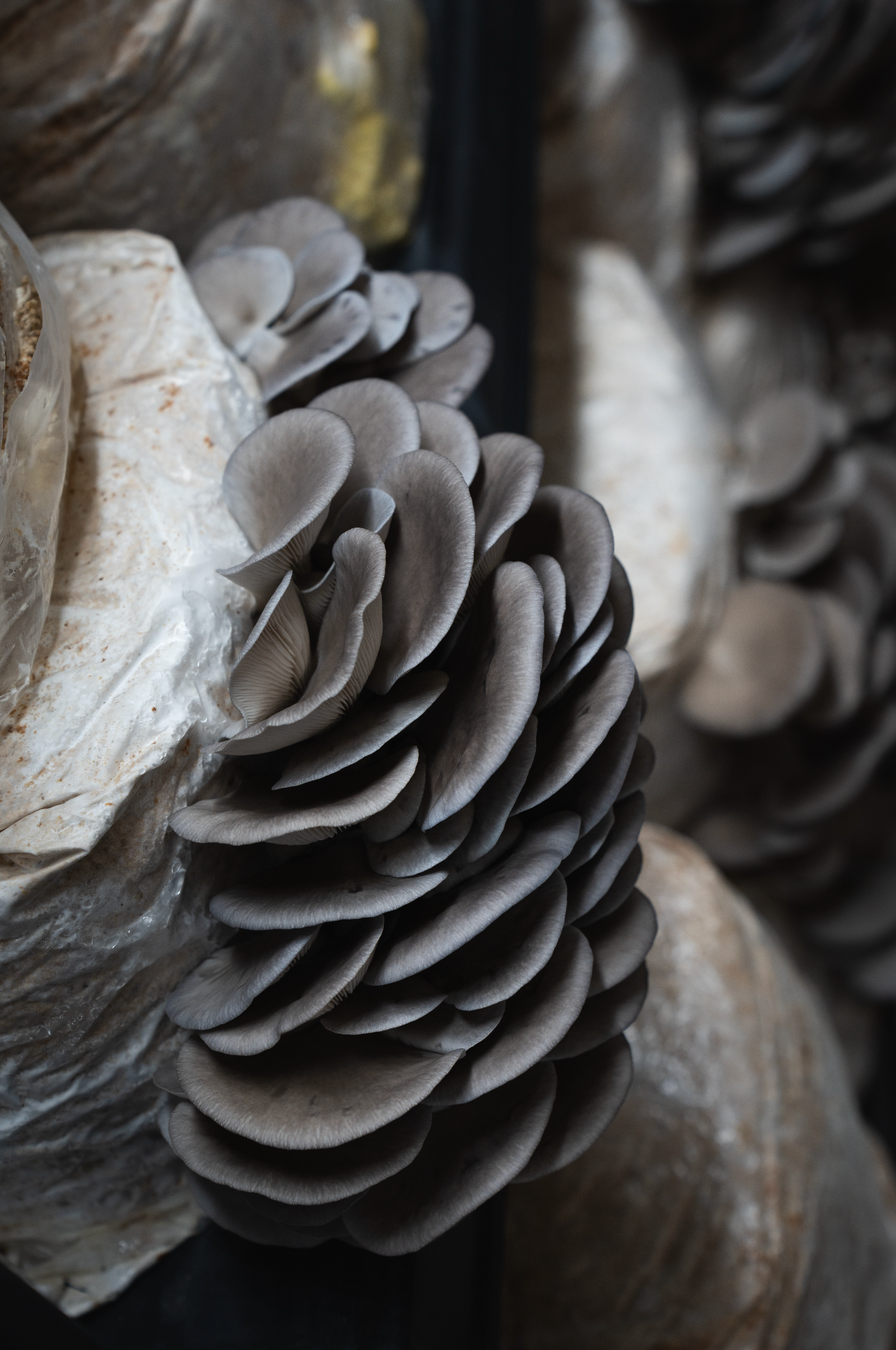 Blue Oyster ((Pleurotus columbinus)