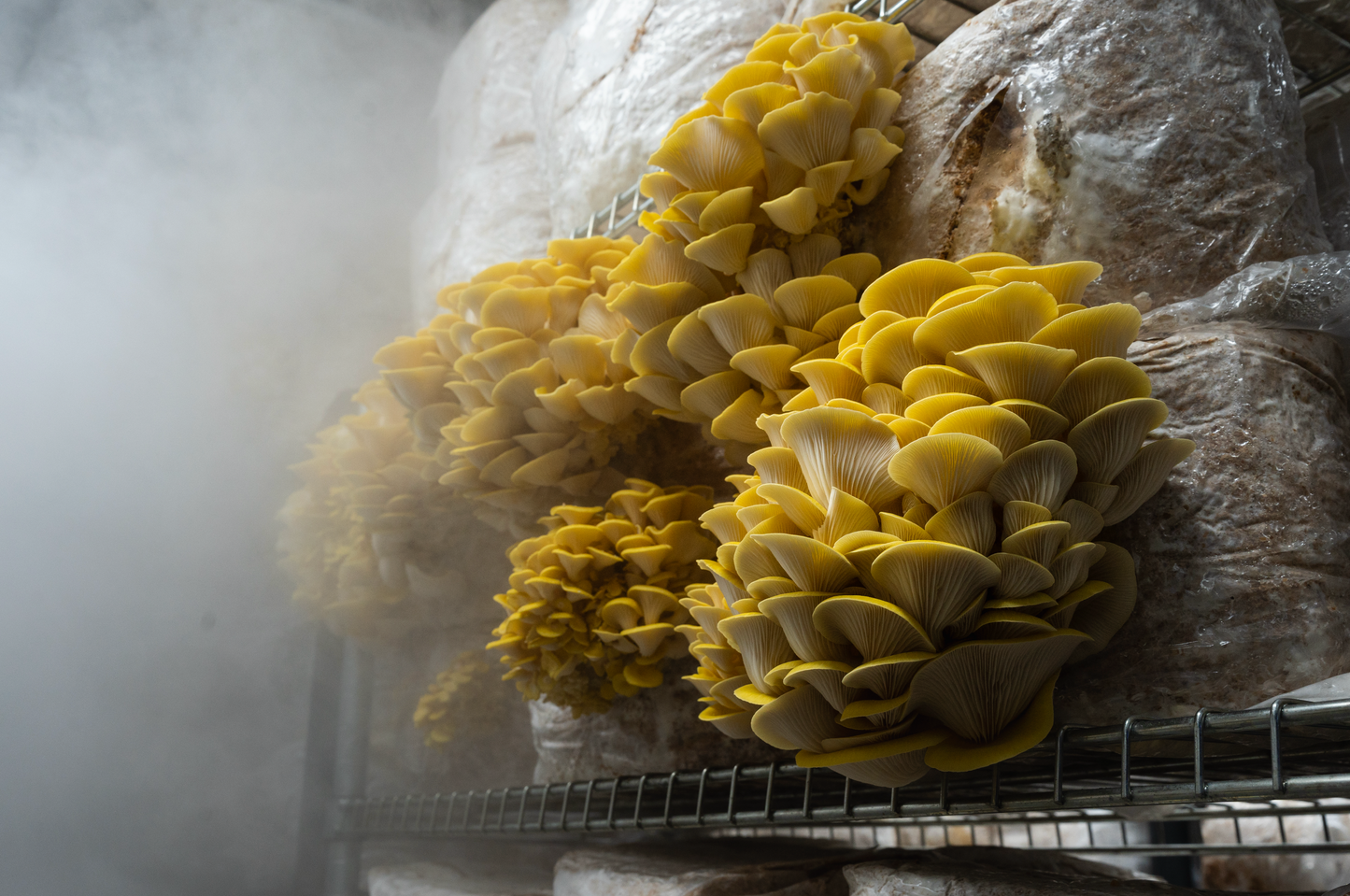 Yellow Oyster (Pleurotus citrinopileatus)