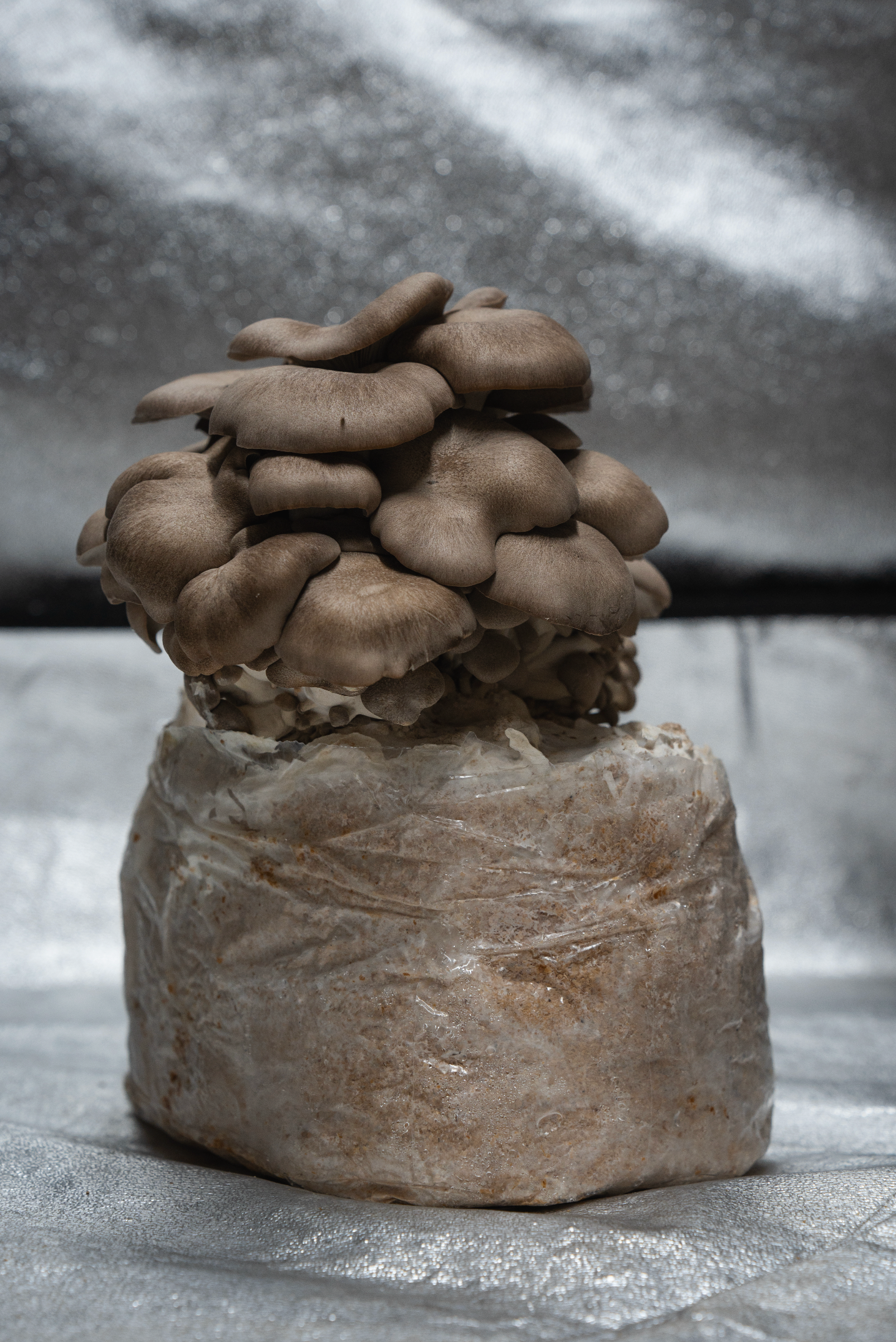 Pleurote black pearl (Pleurotus Ostreatus - hybride)