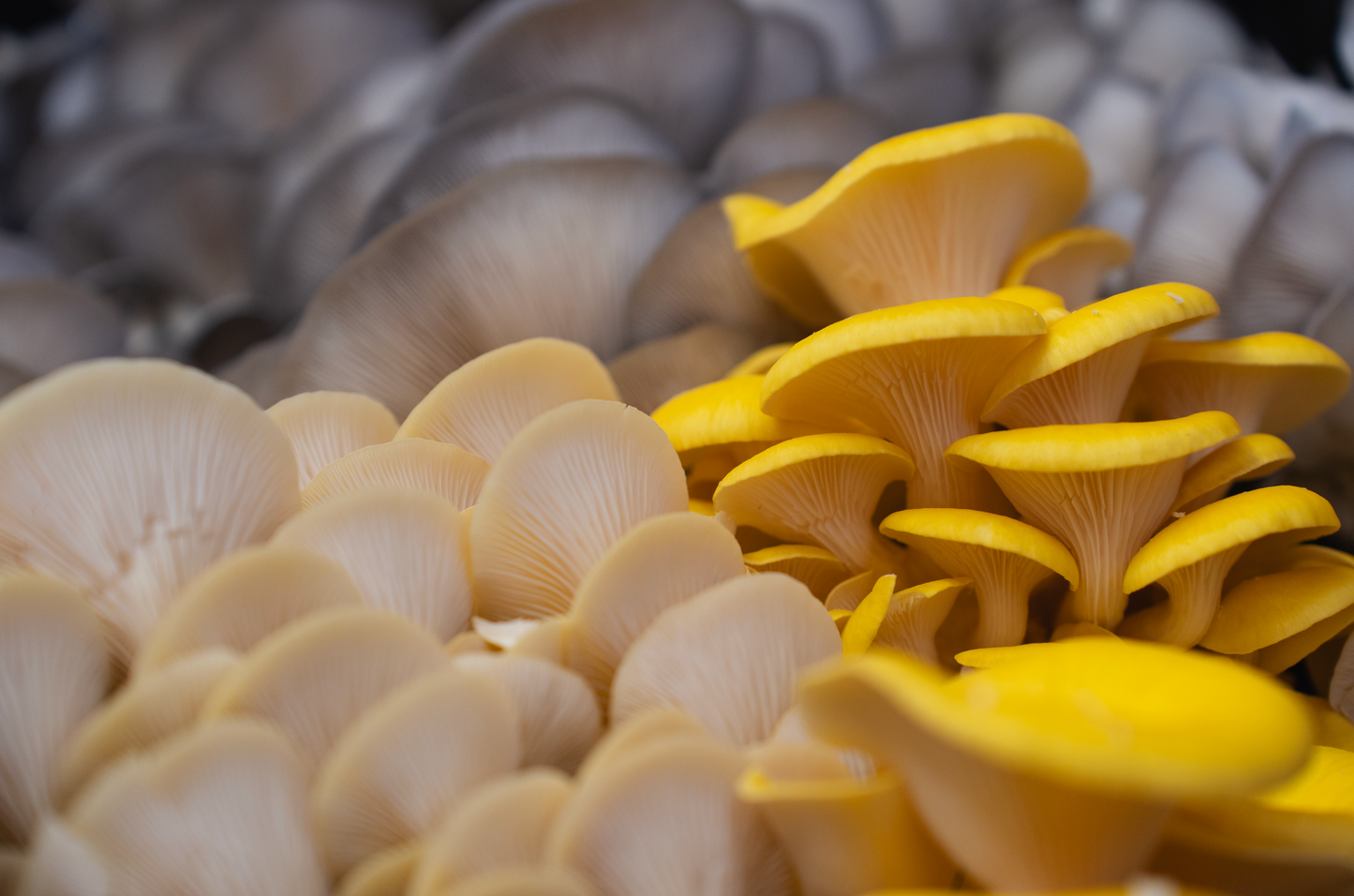 Yellow Oyster (Pleurotus citrinopileatus)