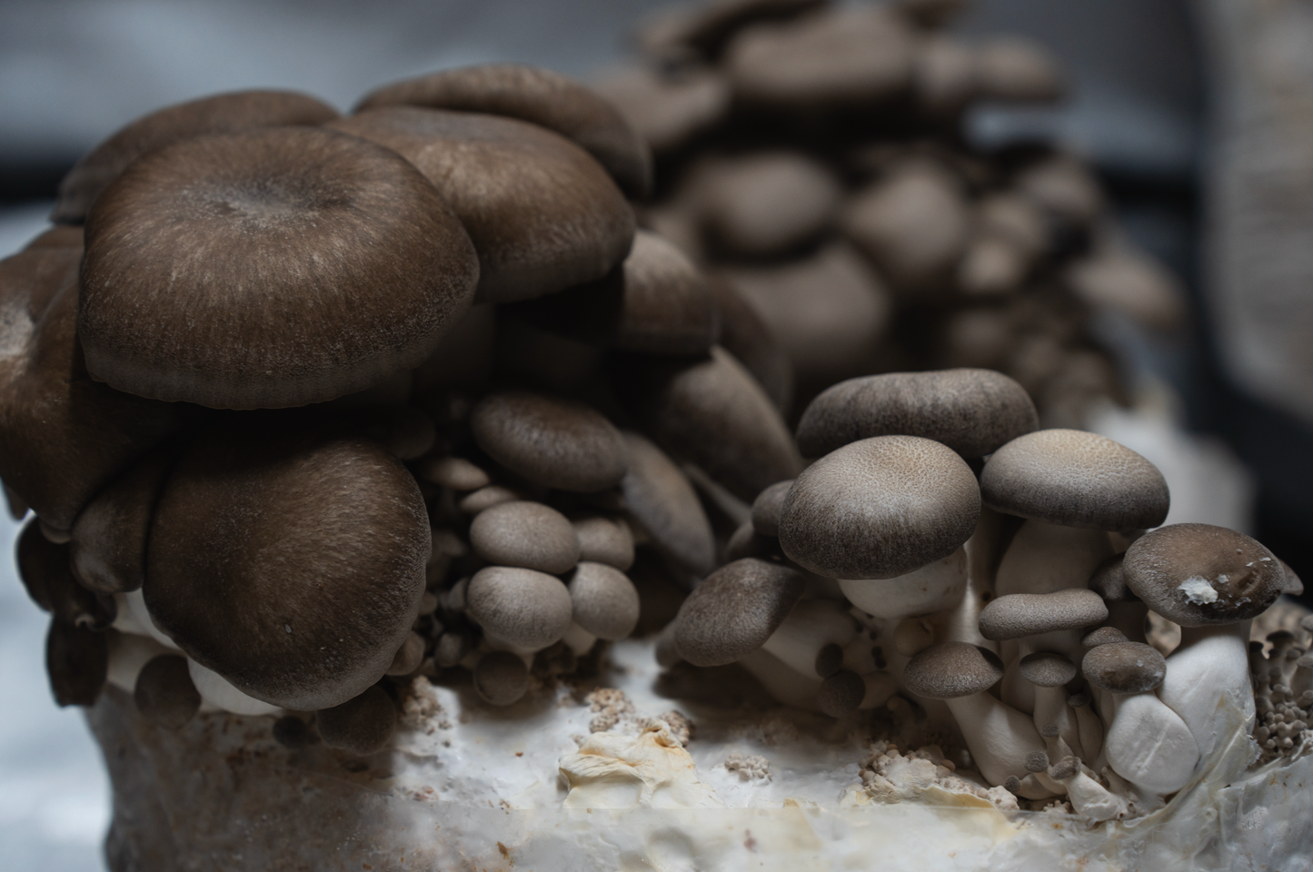 Pleurote black pearl (Pleurotus Ostreatus - hybride)