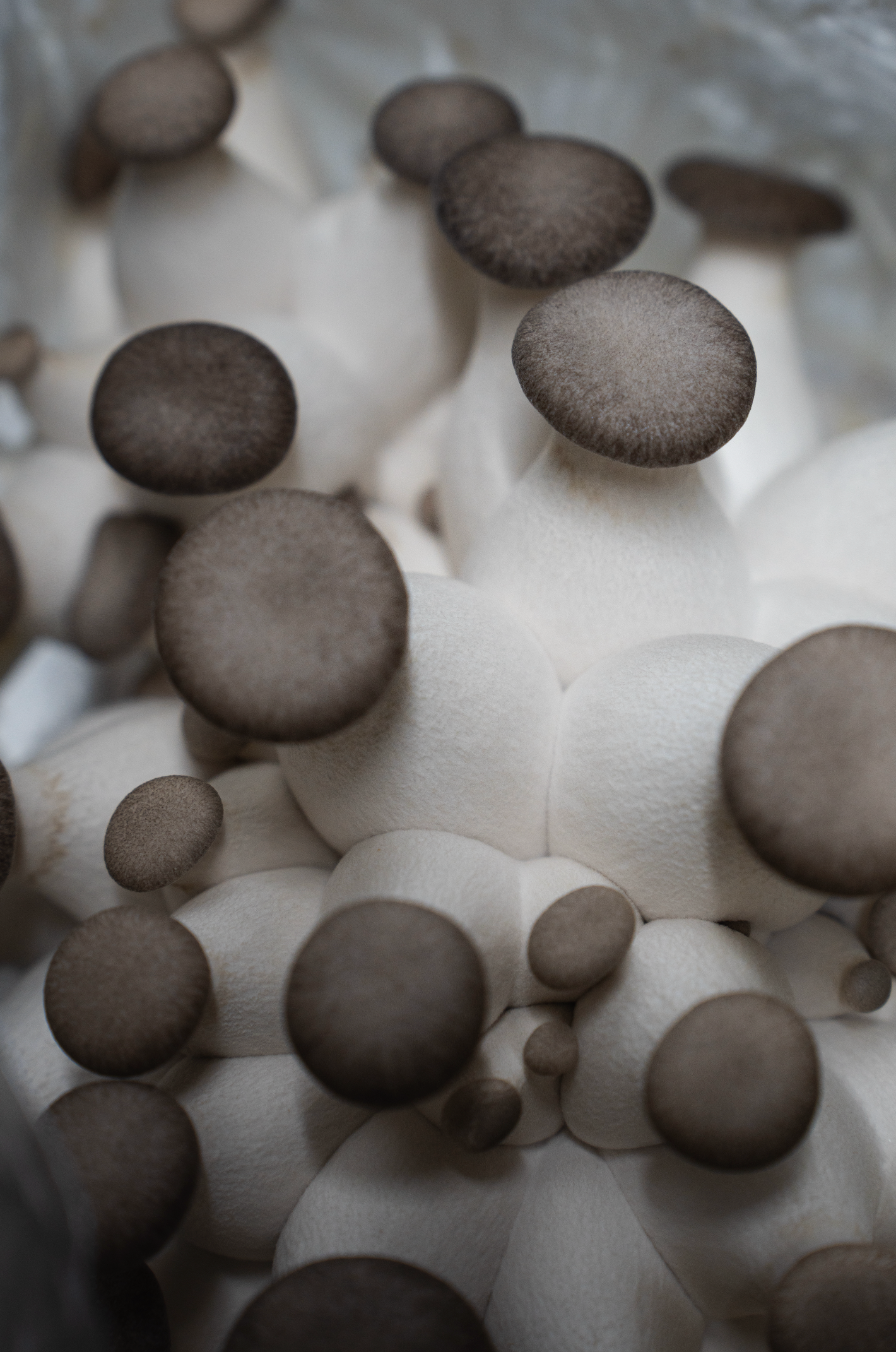 Pleurote black pearl (Pleurotus Ostreatus - hybride)