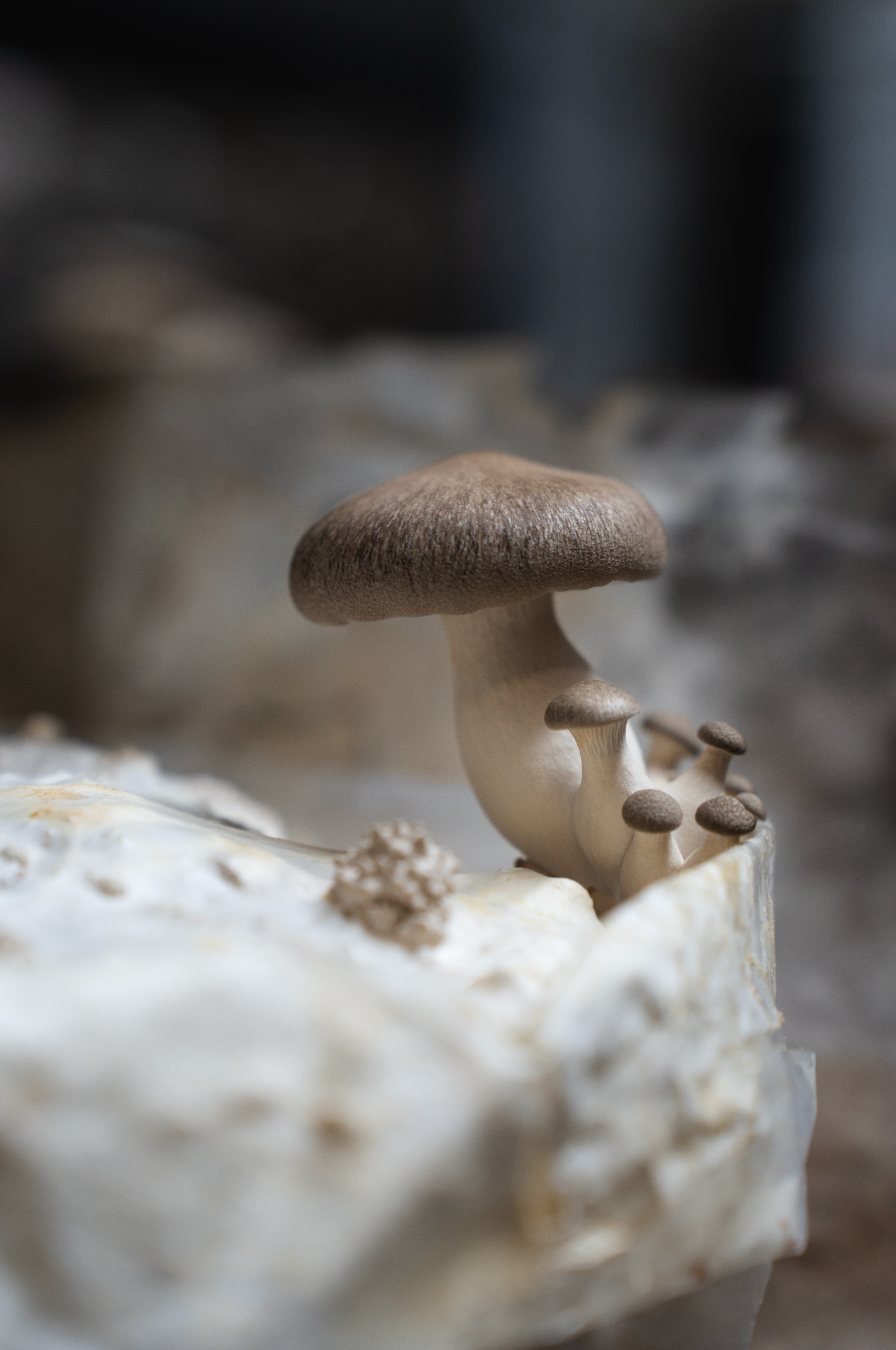 Pleurote black pearl (Pleurotus Ostreatus - hybride)