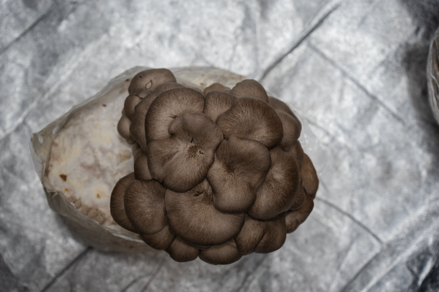 Pleurote black pearl (Pleurotus Ostreatus - hybride)