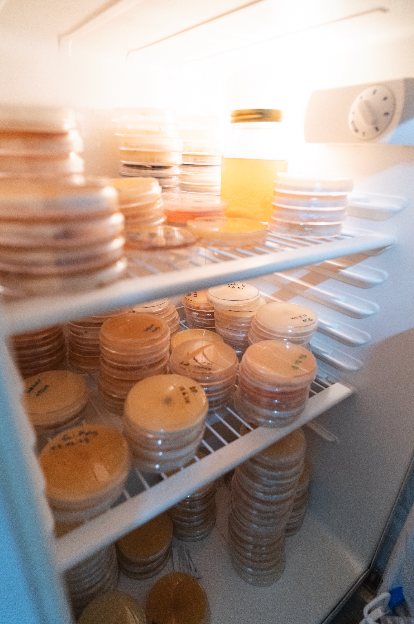 Cultures on agar