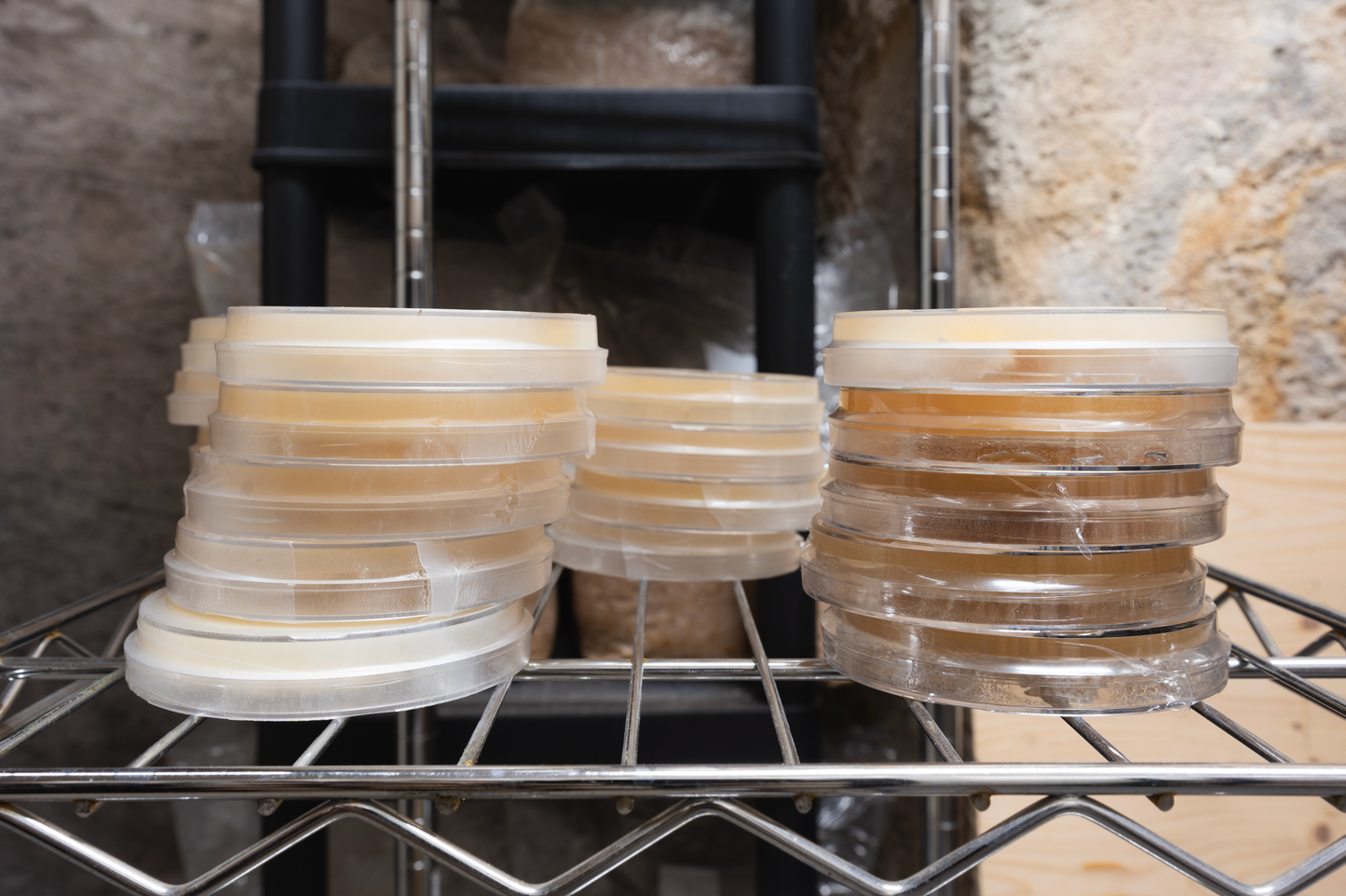 Cultures on agar
