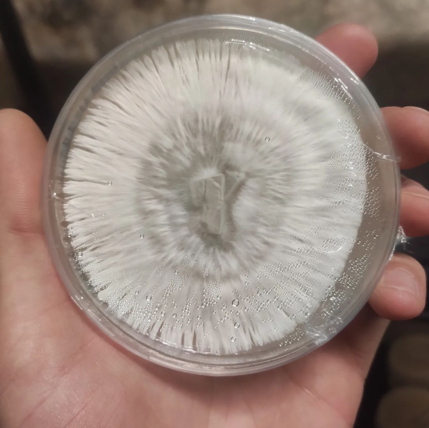 Cultures de mycelium sur agar